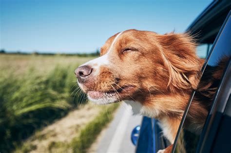 Maybe you would like to learn more about one of these? Road Trip with Your Dog to These Pet-Friendly Spots