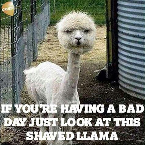 I Hope You Take A Look At This Llama You Can Tell Its Not