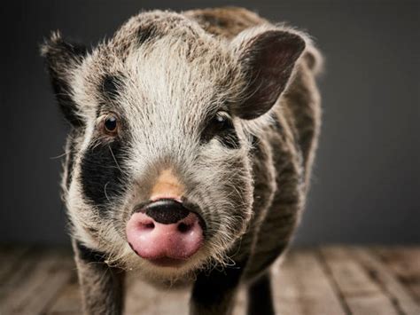 Pig Face Stock Photos Pictures And Royalty Free Images Istock