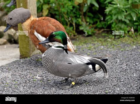 A Male Falcated Duck Mareca Falcata With A Male Cape Shelduck In The