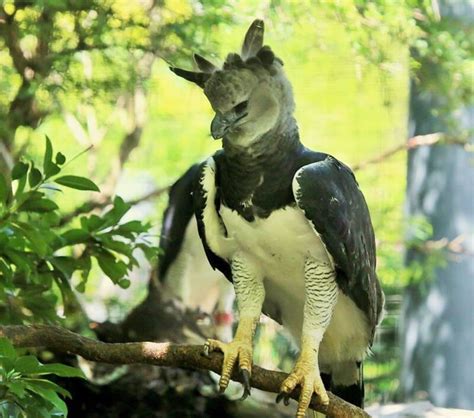 Meet The Harpy Eagle The Fierce Amazonian Raptor