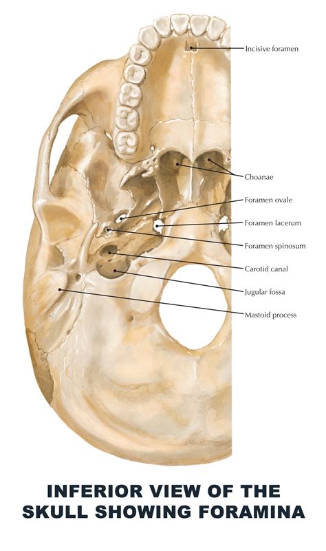 Inferior View Of The Skull Showing Foramina Anatomy Images