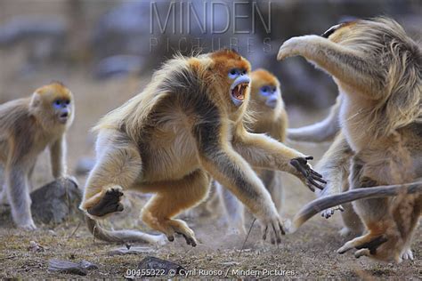 Minden Pictures Golden Snub Nosed Monkey Rhinopithecus Roxellana