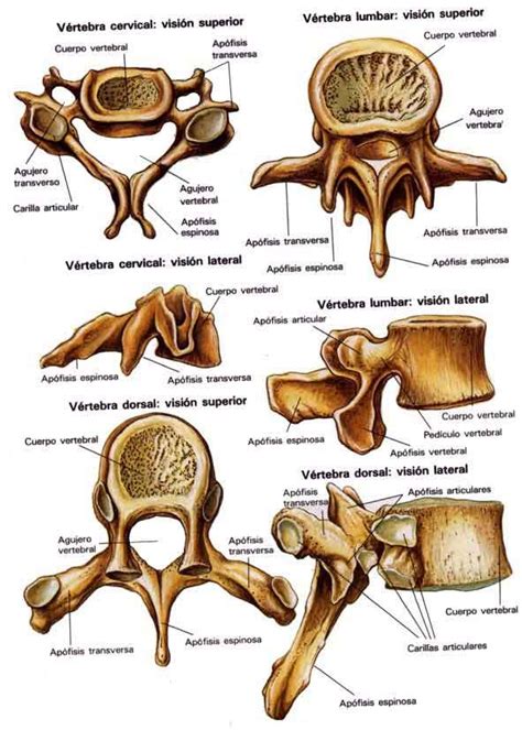 Vertebras Comparativas Anatomía Del Esqueleto Humano Anatomía Del