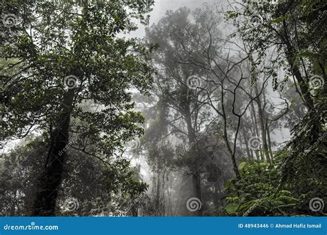 Fog In The Rainforest Stock Photo Image Of Span Habitat 48943446