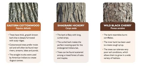 How To Identify Tree By Leaves And Bark Chop Doc In 2021 How To