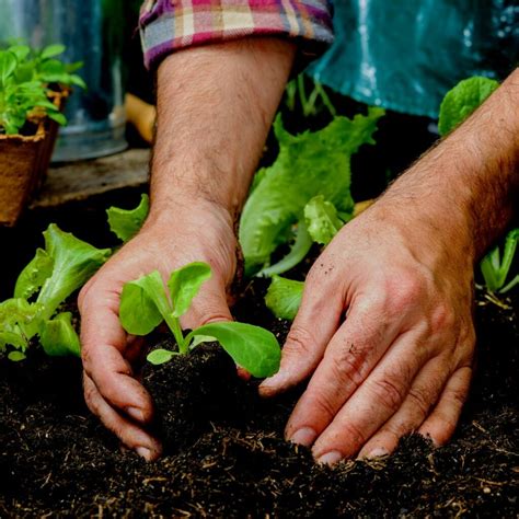 Planning Your Vegetable Garden For Spring Patuxent Nursery