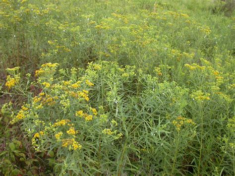 Franklin County Pa Gardeners Goldenrod And Ragweed