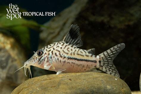 Corydoras Leopardus Tropical Freshwater Fish For Sale Online The