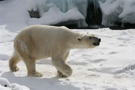 Filepolar Bear Buffalo Zoo Wikimedia Commons