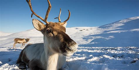 Chilling Out In A Wildlife Winter Wonderland Ann And Steve Toon