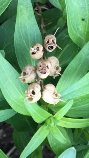 Uncanny Flowers That Look Like Skulls Balcony Garden Web