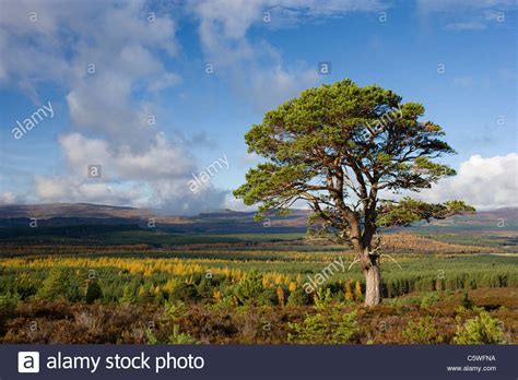 The Scots Pine Hi Res Stock Photography And Images Alamy