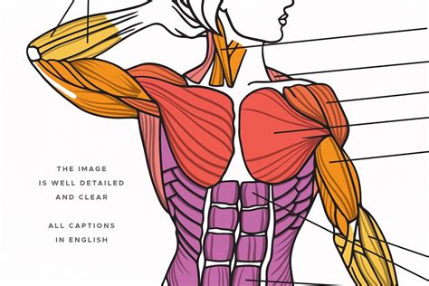 Muscles Of The Human Body Human Muscular System Human Body Muscles