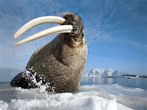 1920x1080px 1080p Free Download Arctic Ocean Animals Walrus Arctic