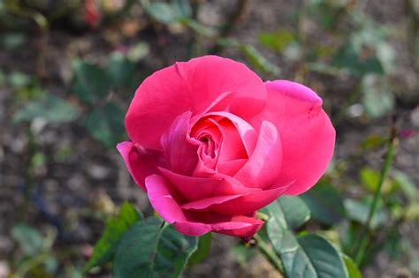 Bunga Bunga Mawar Merah Jambu Foto Gratis Di Pixabay Pixabay