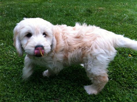 This is obviously only possible by inseminating a female golden with a male shih tzu. Shih Tzu and Golden Retriever mix | Retriever mix, Golden ...
