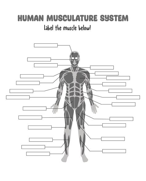 College Anatomy Worksheets Muscles 10 Free Pdf Printables Printablee