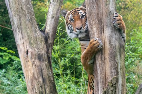 Amazing Azul—the Zoos First Female Malayan Tiger Makes Her Debut