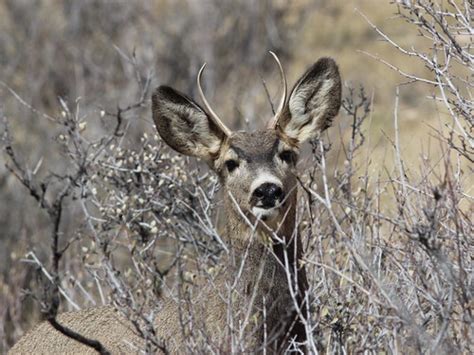 Spike Mule Deer Buck Ray F Flickr