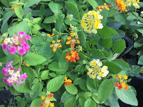 Lantana Camara Undetermined Color Flower Live Plant Natural Mosquito