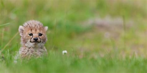 Anxious Baby Cheetahs Have Puppy Playdates To Help Them