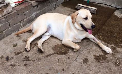 Dougie 10 Month Old Male Labrador Available For Adoption
