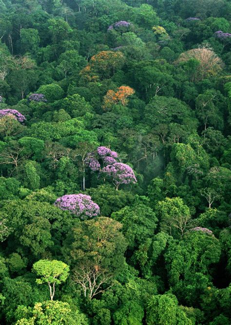 Smithsonian Insider Trees Grow Faster And Store More Carbon As They