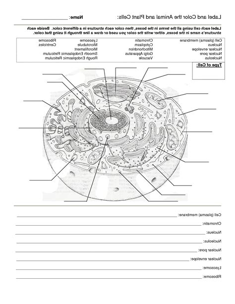 Plant And Animal Cells Worksheets