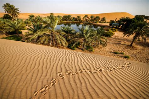 Arabian Sand Gazelles Stroll Around Under The Desert Sunset Daily Sabah