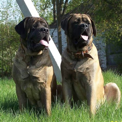 15 Interesting Facts About English Mastiffs Page 3 Of 5 The Dogman