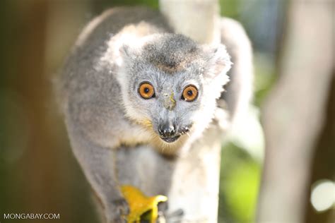 Female Crowned Lemur Eulemur Coronatus Madagascarankarana0222