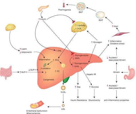 Non Alcoholic Fatty Liver Disease A Clinical Update