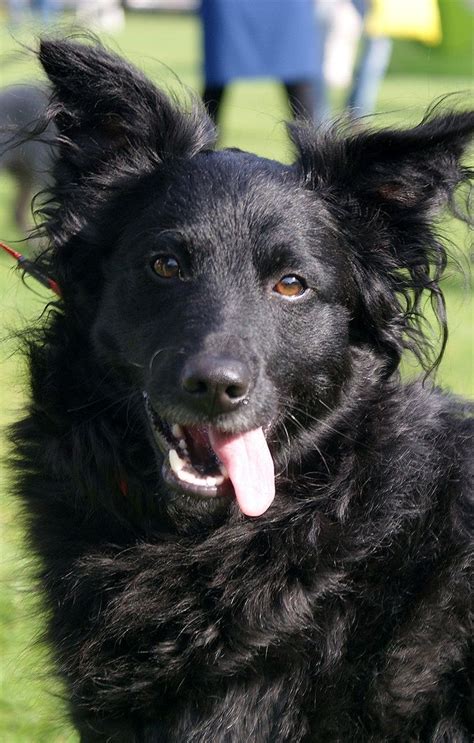 This breed possesses an excellent hereditary instinct for herding all kind of livestock but also he could be easily trained for all. Croatian Sheepdog / Shepherd Dog | Unique dog breeds, Rare dog breeds, Croatian sheepdog