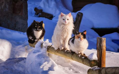 3d tapete für die decke als. Katzen im Schnee | Katze im schnee, Katzen tapeten, Katzen