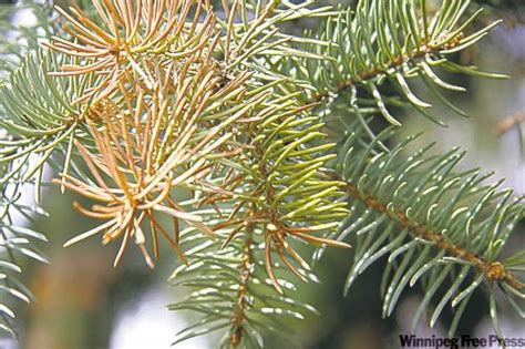 Tree Care Fertilize Spruce Trees To Fight Disease Winnipeg Free