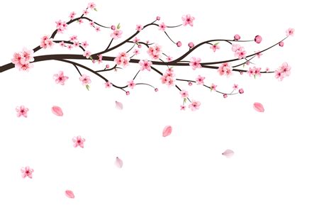 Japanese Cherry Blossom Png Cherry Blossom Leaves Falling Realistic