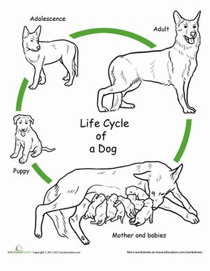 Providing the best care for your cat at any age. Color the Life Cycle: Dog | Worksheet | Education.com
