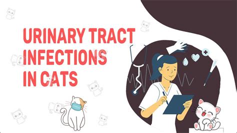 Urinary Tract Infections In Cats Symptoms Treatment Petmoo