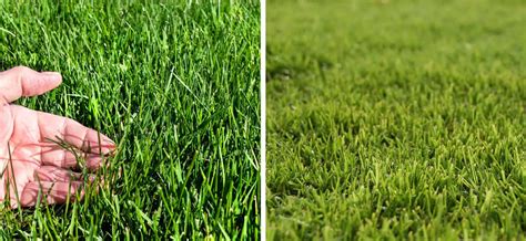 Bermuda Vs Fescue Choosing The Right Grass Type For Your Property