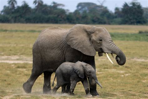 Día Del Elefante Datos Curiosos Sobre Estos Animales Telediario Costa