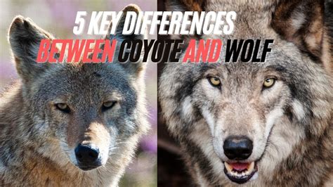 Difference Between Coyote And Wolf Key Similarities And Differences
