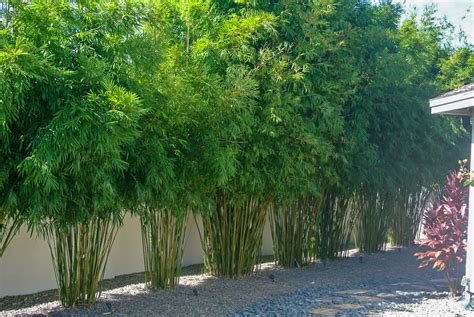 Ah, bamboo—it's one of those plants that you either love or hate. Bamboo Wang Tsai - Bambusa multiplex Wang Tsai 300mm