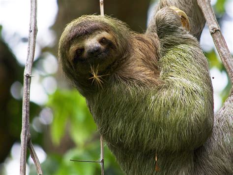 Nightlife Nightschool The Slow Life Of Sloths California Academy Of