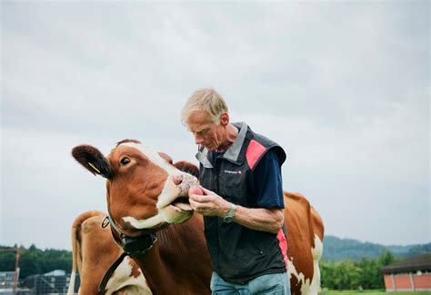 Device Sends Message To Swiss Farmer When Cow Is In Heat The New York