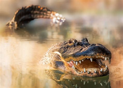 alligator mahindhankiyla