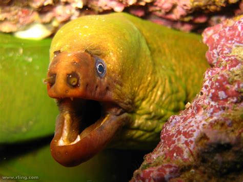 Green Moray Eel A Green Moray Eel Gymnothorax Prasinus S Flickr