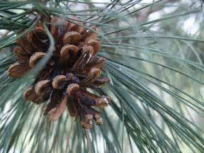 Filepine Cone On Pine Tree Wikimedia Commons