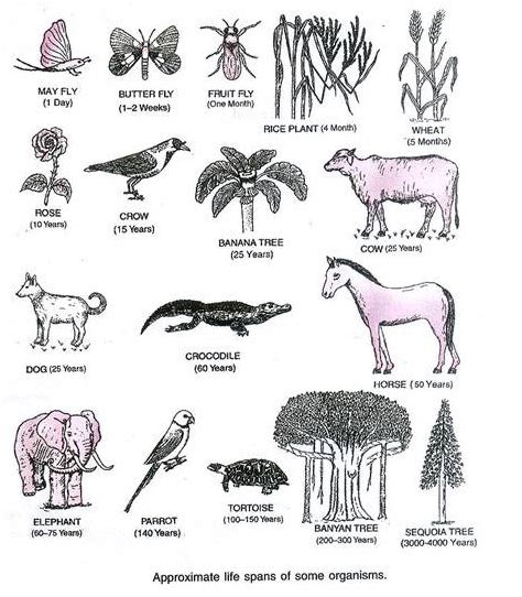 Check spelling or type a new query. Reproduction in Organism: Definition, Life Span, Features ...
