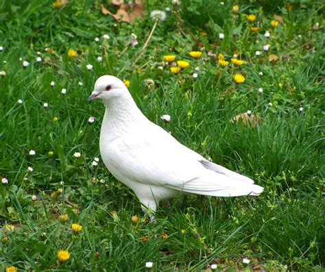 The Hidden Meanings Of White Pigeons A Guide To Understanding Their